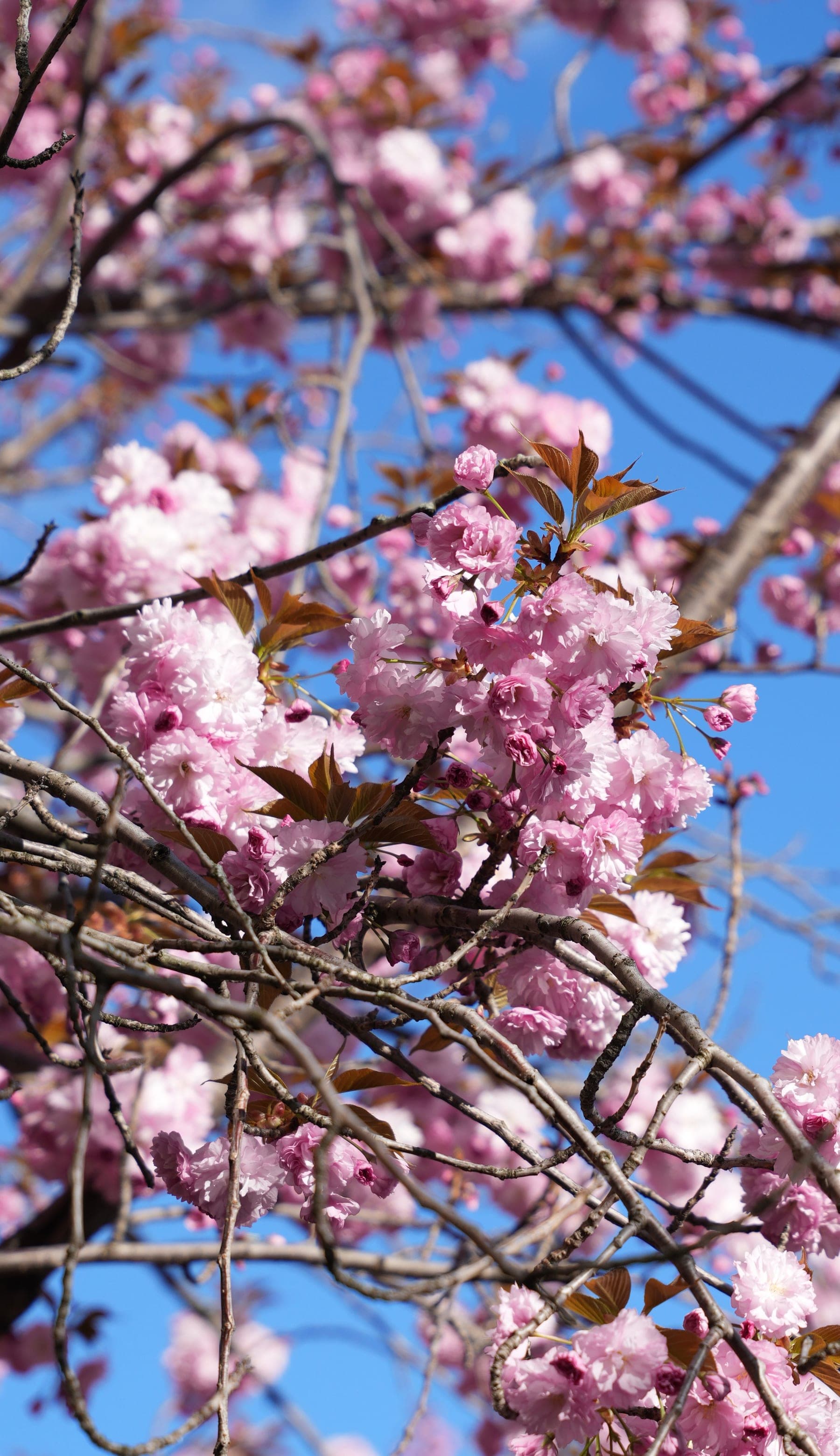 Kanzan cherry tree in bloom