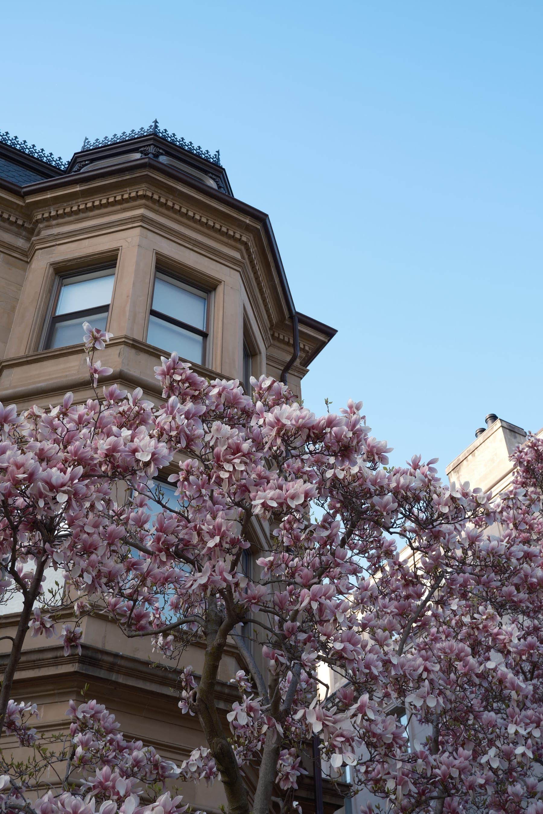 Magnolia blossoms in bloom in Boston
