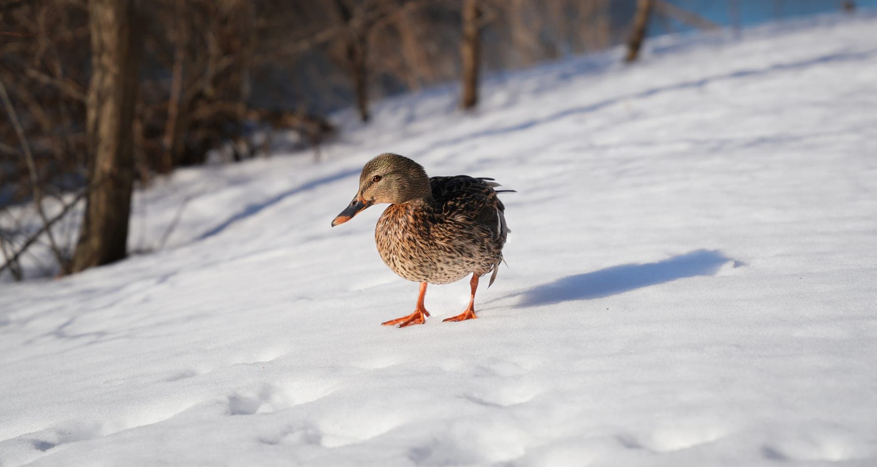 A duck in the snow