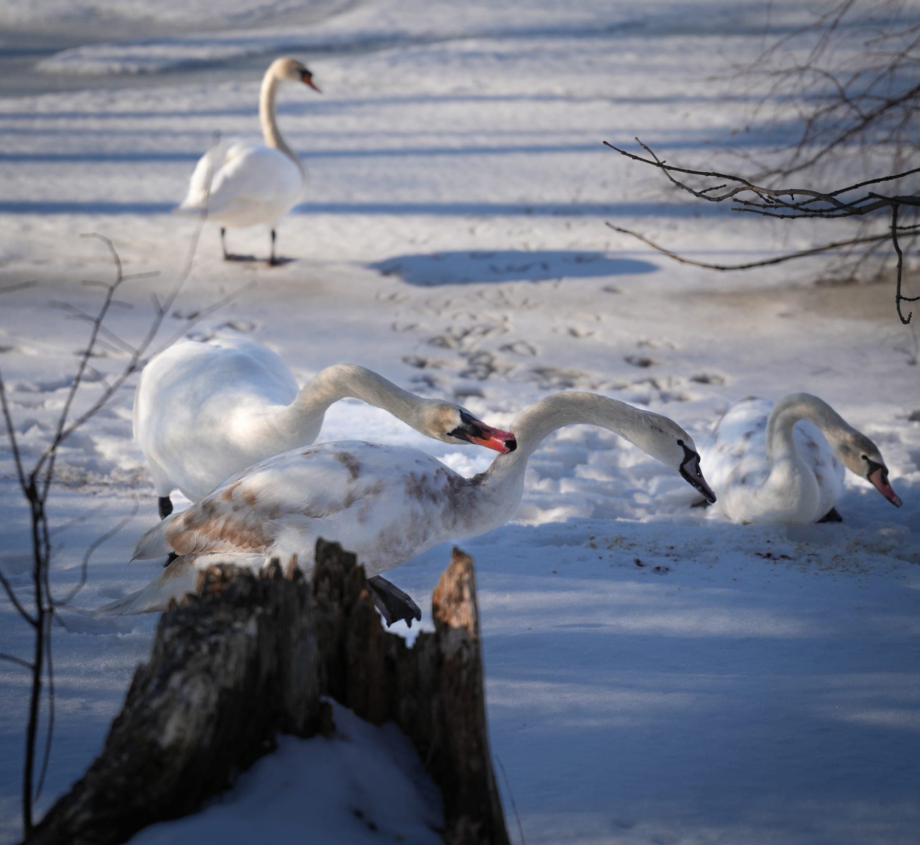Swans on the water
